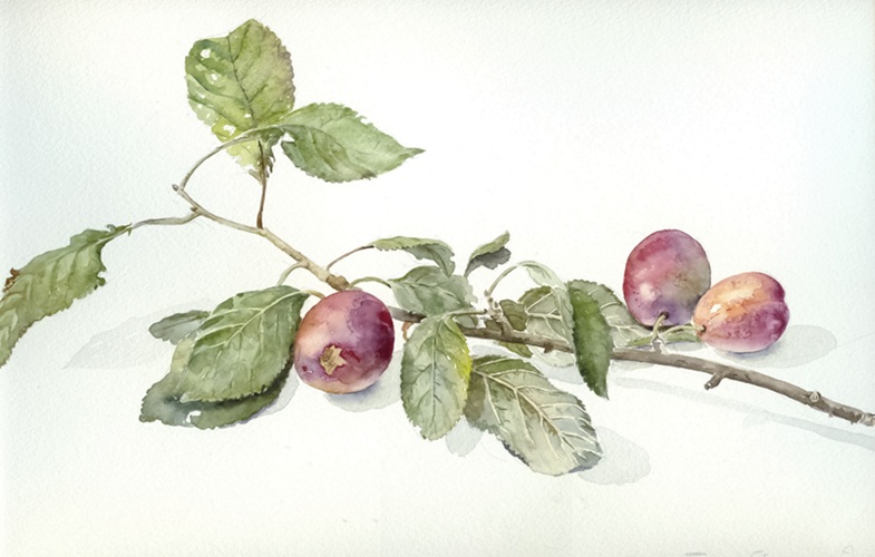 Tak_met_pruimen_aquarel_273_x_357_cm.jpg