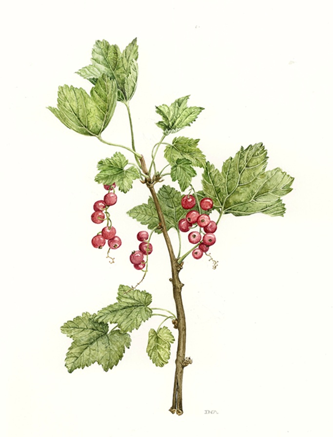 aalbes__Ribus_Rubrum_30_x_21cm.jpg